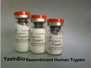 Quality Recombinant Human Trypsin, High Purity, Digest Protein, Animal Origin Free for sale