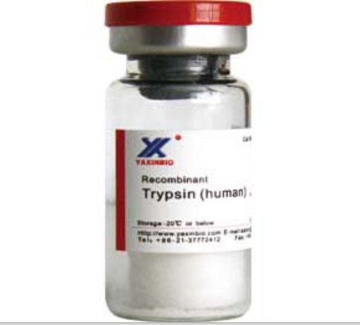 Quality Stable Recombinant Human Trypsin Enzyme, Expressed in E.Coli, Purified by HPLC for sale