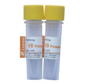 Quality White Staphylococcus Aureus v8 Protease / Endoproteinase Asp-C for sale