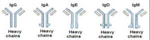 Quality Recombinant Protein A Purified By Non-Antibody Column for sale