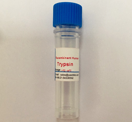Quality Human Trypsin, Recombinant Enzyme, For Sale, For Cell Culture  for sale