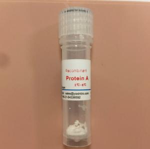 Quality Protein A, Cas 91932-65-9, ELISA or Immunohistochemical Tests Antibody Test for sale