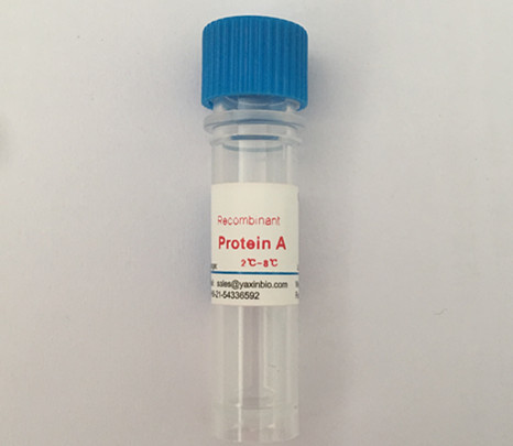 Quality Protein A for tolerance to Acid and Alkali Preparation of Recombinant Protein A Column for sale