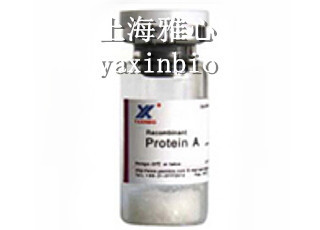 Quality Clear Liquid, Recombinant Protein A, Membrane Protein of Staphylococcus Aureus, Expressed In E.coli for sale