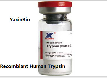 Quality Manufacturer of Human Trypsin, for Stream Cell Therapy for sale