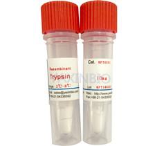 Quality Recombinant Trypsin, Specific Activity ≥ 3800 USP units/mg pro., Impurity Free for sale