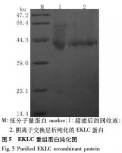 Quality Recombinant Enterokinase, For Removing N-terminal Fusion Protein, Supplier for sale
