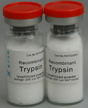 Quality Cell Dissociation Solution, Recombinant Trypsin, Expressed in E.coli. for sale