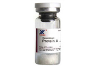 Quality Recombinant Protein A, Alkaline Stable Protein A, Colloidal Gold And Radioactive Markers for sale