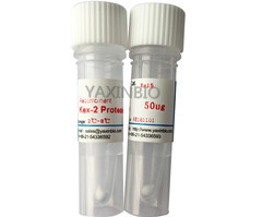 Quality Kex-2 Protease Double Base Enzyme that the Optimum PH is 9.0  With 2-8°C Storage Temperature for sale