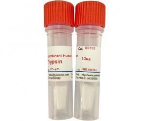 Quality Tissue Cells Dissociation, Protein Degradation, Digest Protein, Recombinant Human Trypsin for sale