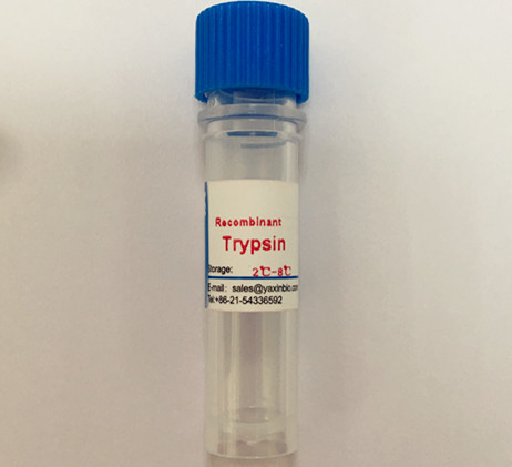 Quality Animal Origin Free Recombinant Trypsin 3800 U/Mg Pro for sale