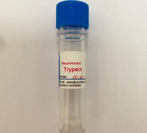 Quality High Stability, Recombinant Trypsin, Lyphilized Powder, Stored Under 2~8℃ For 24 Months for sale