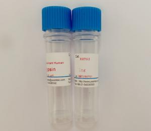 Quality Recombinant Human Trypsin, White or Off-white Powder, CAS 9002-07-7 for sale