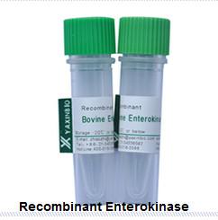 Quality Recombinant Enterokinase, Expressed in E.coli, Recombinant Enterokinase, Animal Origin Free, Supplier for sale