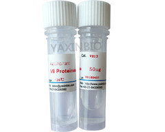 Quality Recombinant Enzymes Aspartate Protease for Asp-C / Glu-c， Sequencing Grade V8 protease for sale