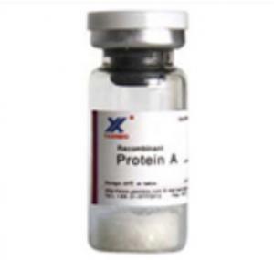 Quality Recombinant protein A Colloidal Gold and Radioactive Markers EC297-246-6 for sale
