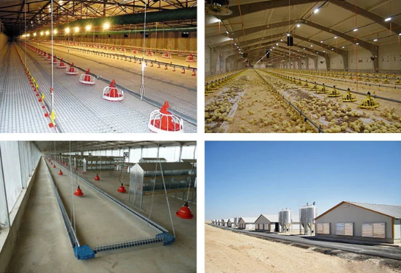 H Beam Steel Structure Poultry House Pre Engineered Farm Warehouse With Roof