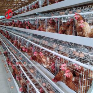 Quality Automatic 120 Birds Poultry Farm Layer Cage Silver Adela for sale