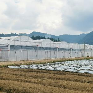 High Tunnel Large Green House Agricultural Greenhouse Hydroponic Multi-Span