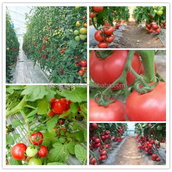 Single Span Greenhouse Simple Frame Poly Tunnel Film Greenhouse For Agricultural