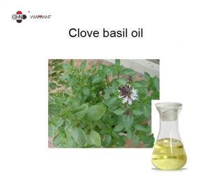 Quality Asthma Relief 67% Eugenol Clove Basil Oil for sale