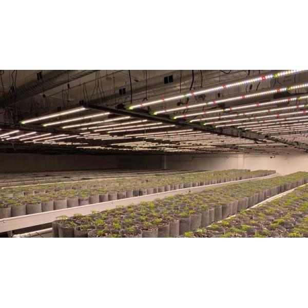 Outdoor Greenhouse 330W IP65 Greenhouse LED Grow Lights