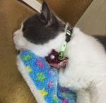 Adjustable Custom Pet Collars Different Sizes Available Comfortable Texture