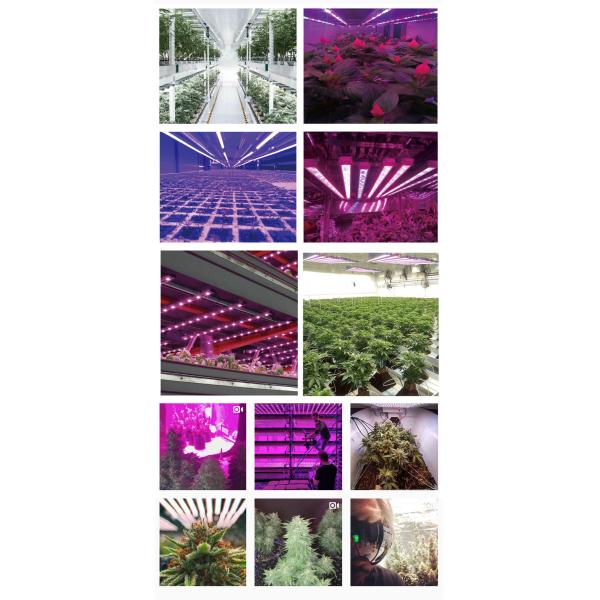 1200W Adjustable COB LED Grow Light Bar for Medical Plants CE RoHS FCC PSE