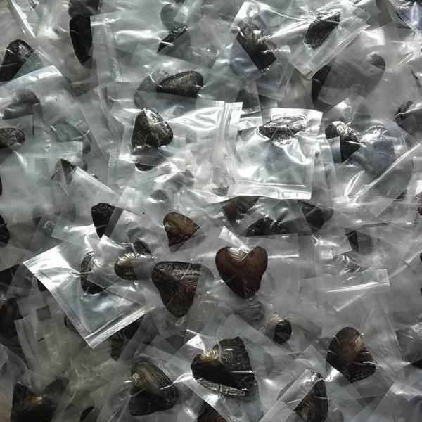 Wholesale Vacuum-packed 7-8mm A grade rice shape freshwater pearl oyster white natural Pearl Oyster