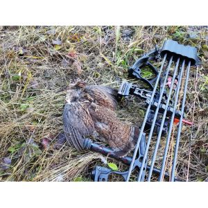 Buy cheap Hawkeye Penetration Carbon Hunting Arrows / Carbon Fiber Arrows Impact from wholesalers