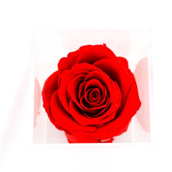 Customized Color Preserved Rose Flower Creating Romantic Atmosphere