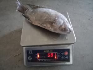 China Frozen Tilapia Fish Gutted Scaled ,IQF,IWP PACKING on sale