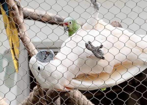 316 Stainless Steel Cable Wire Rope Netting 3.2mm Diameter For Zoo Fences