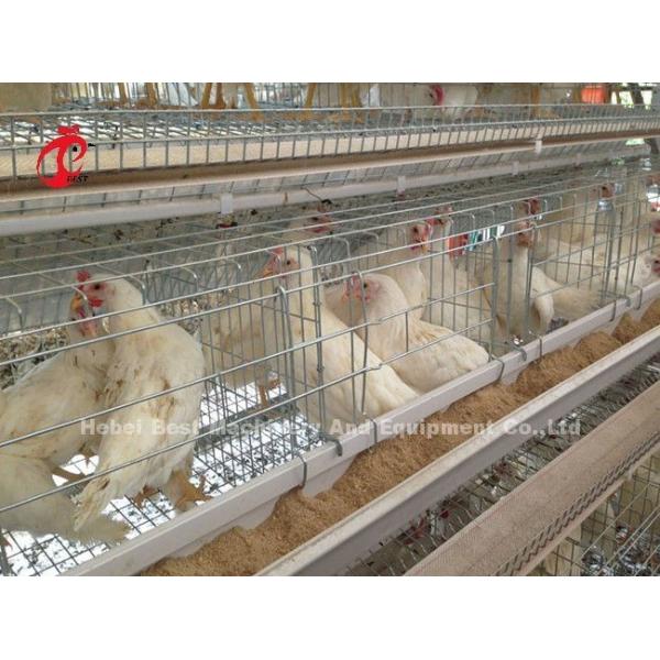 Ladder Type Chicken 2.4mm Automatic Battery Cage System In Poultry Emily