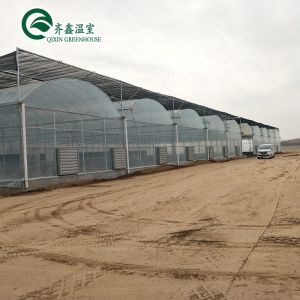 Plastic Film Covered Polytunnel Greenhouse with Hydroponic System and Ventilatio