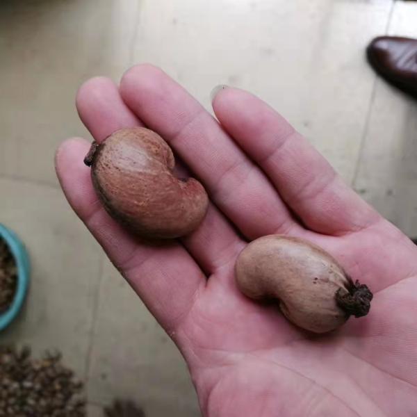 Automatic Roasting Peanut Machine 120KG/H Cashew Nut Shelling Machine