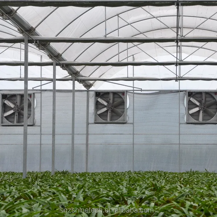 Multi Span Agricultural Greenhouses With PE Film Covering And Gutter Connection