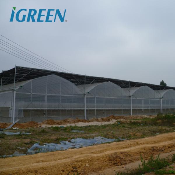 Multi-Span Agricultural Greenhouses Hot Climate Cover with 150/200micron Plastic Film