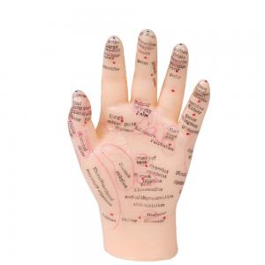 Quality 13cm Hand Acupuncture Point Model Chinese Acupuncture Teaching Model PVC for sale