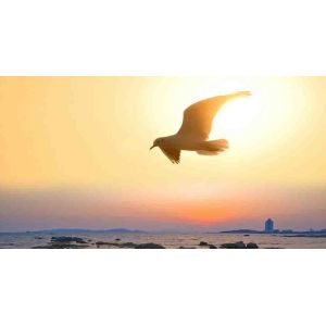 SHAN DONG FRUIT KING FOODSTUFF CO.,LTD