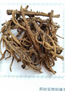 Quality Dandelion root powder, Taraxacum mongolicum root powder for sale