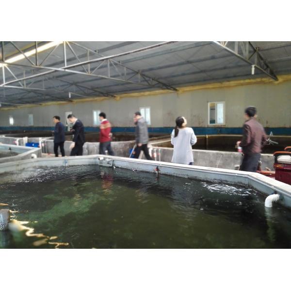 Galvanized Steel Pipe Circular RAS Fish Tank 10 Meter Fresh Water Automatic Feeding