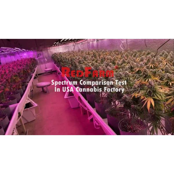 1200W 10Bars Horticulture LED Grow Light 4'x6' Samsung LM301H For Cannabis