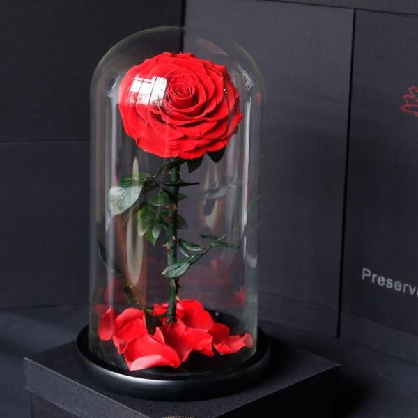 beauty and the beast roses preserved roses in glass dome rose for lover's gift