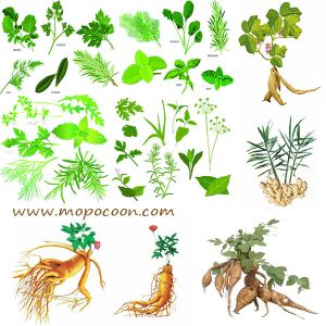 Buy cheap Common Aucklandia Root Extract from wholesalers