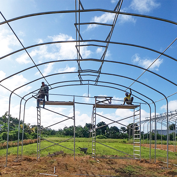 Wind Resistant No Welding Single Span Greenhouse With Umbrella Shape Roof 60mm Columns