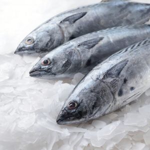 Industrial Grade Flake Ice Machine