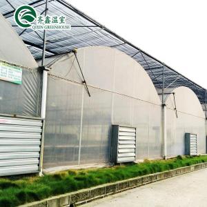 Plastic Film Covered Polytunnel Greenhouse with Hydroponic System and Ventilatio