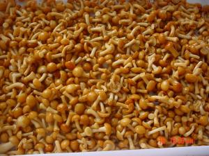 Quality IQF New Crop  Frozen Fruits And Vegetables Forest Nameko Mushroom Whole Part ABC for sale